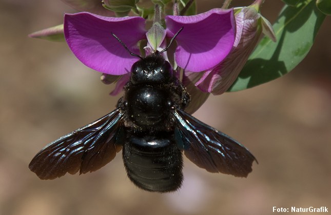 Sort tømrerbi (Xylocopa violacea)